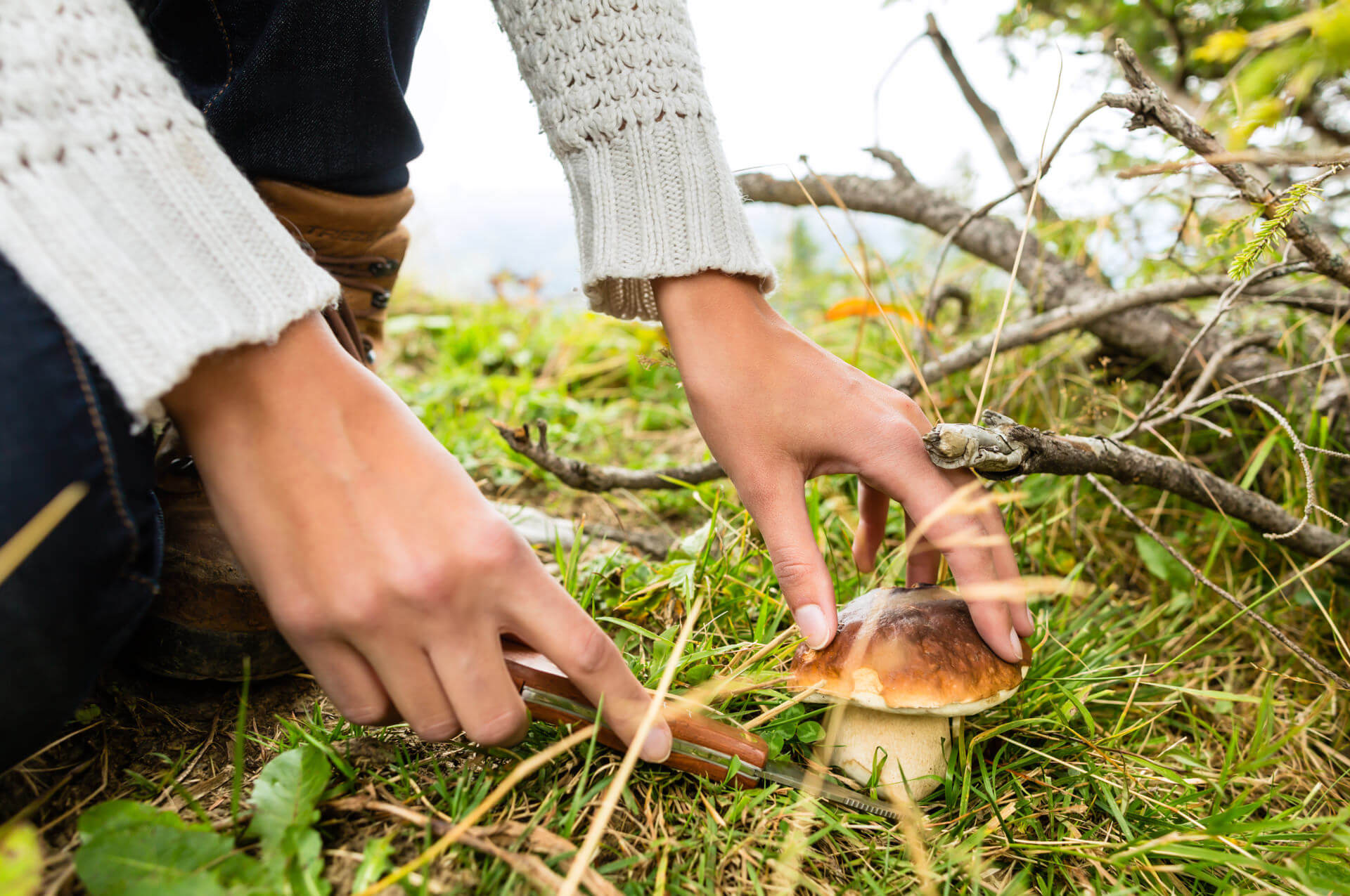 Pilze sammeln mit der richtigen Ausrüstung