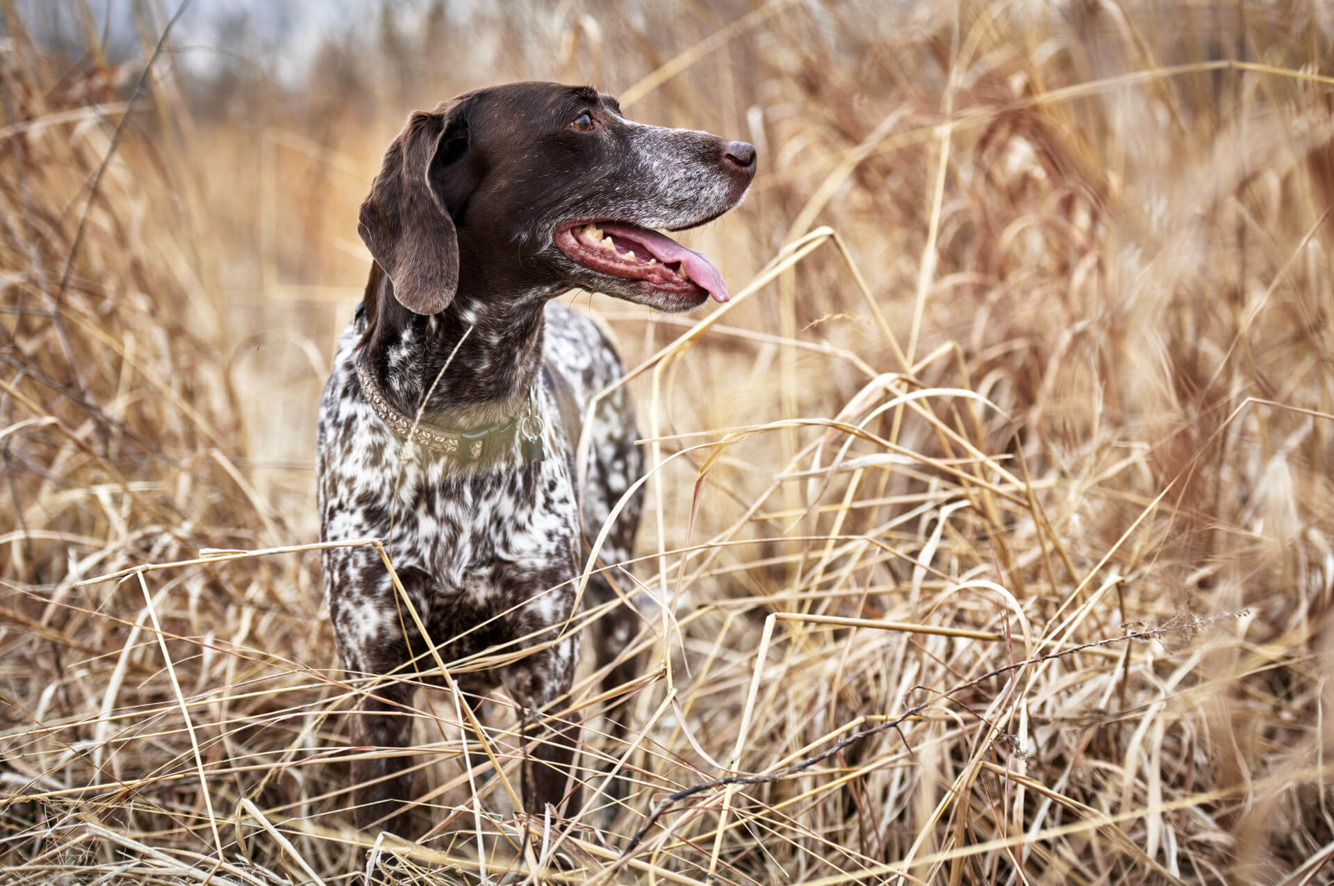 Jagen mit Hunden