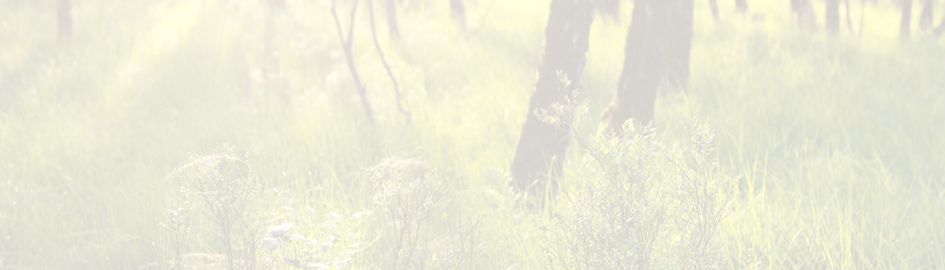 Wald Wald