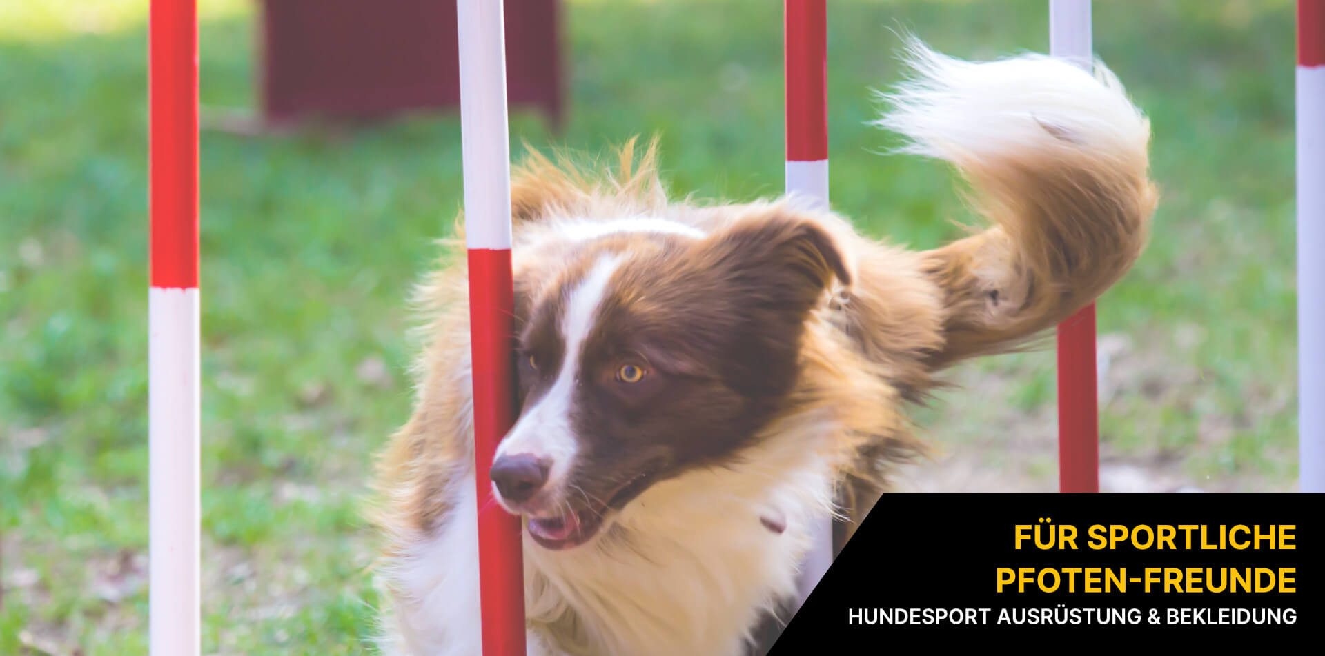 Hundesport Hundesport