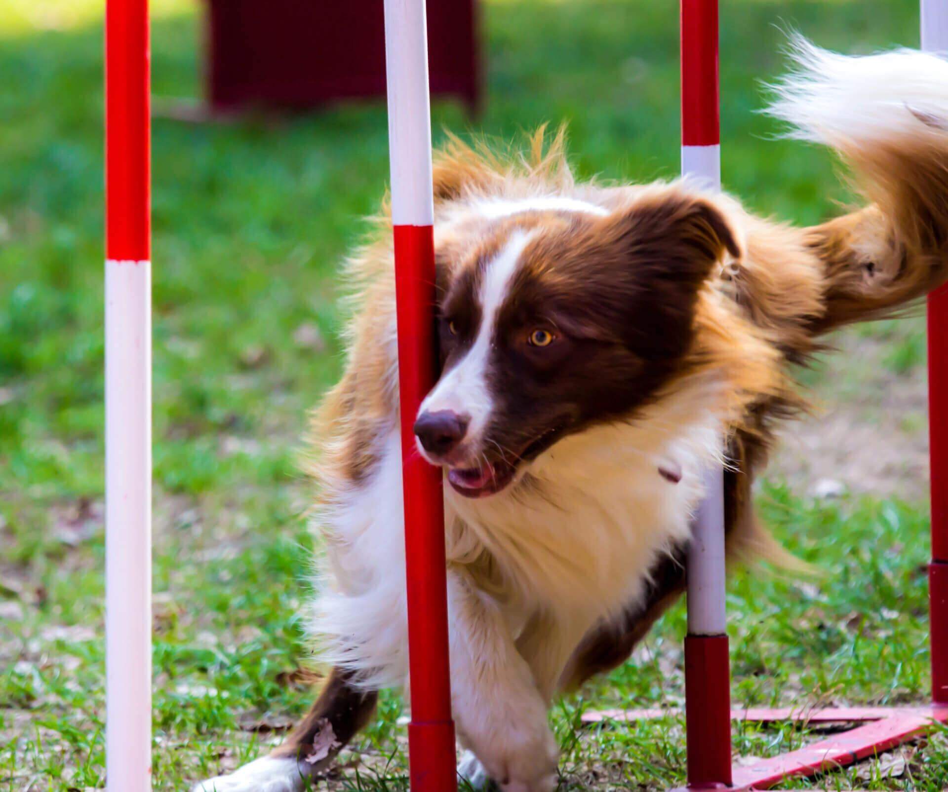 Hundesport Ausrüstung Hundesport Ausrüstung