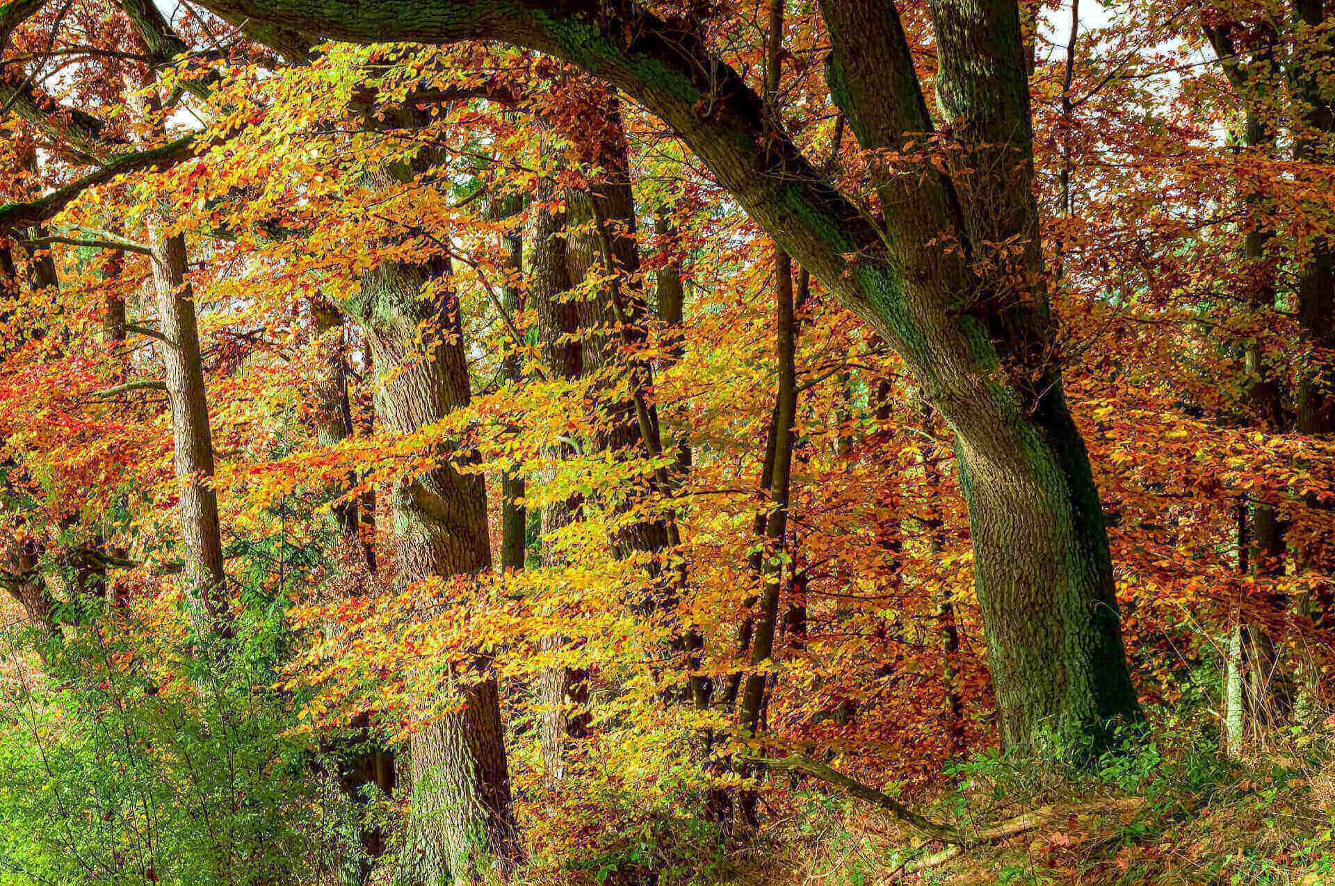 Arbeitsplatz Wald - Natur, Ruhe & Inspiration