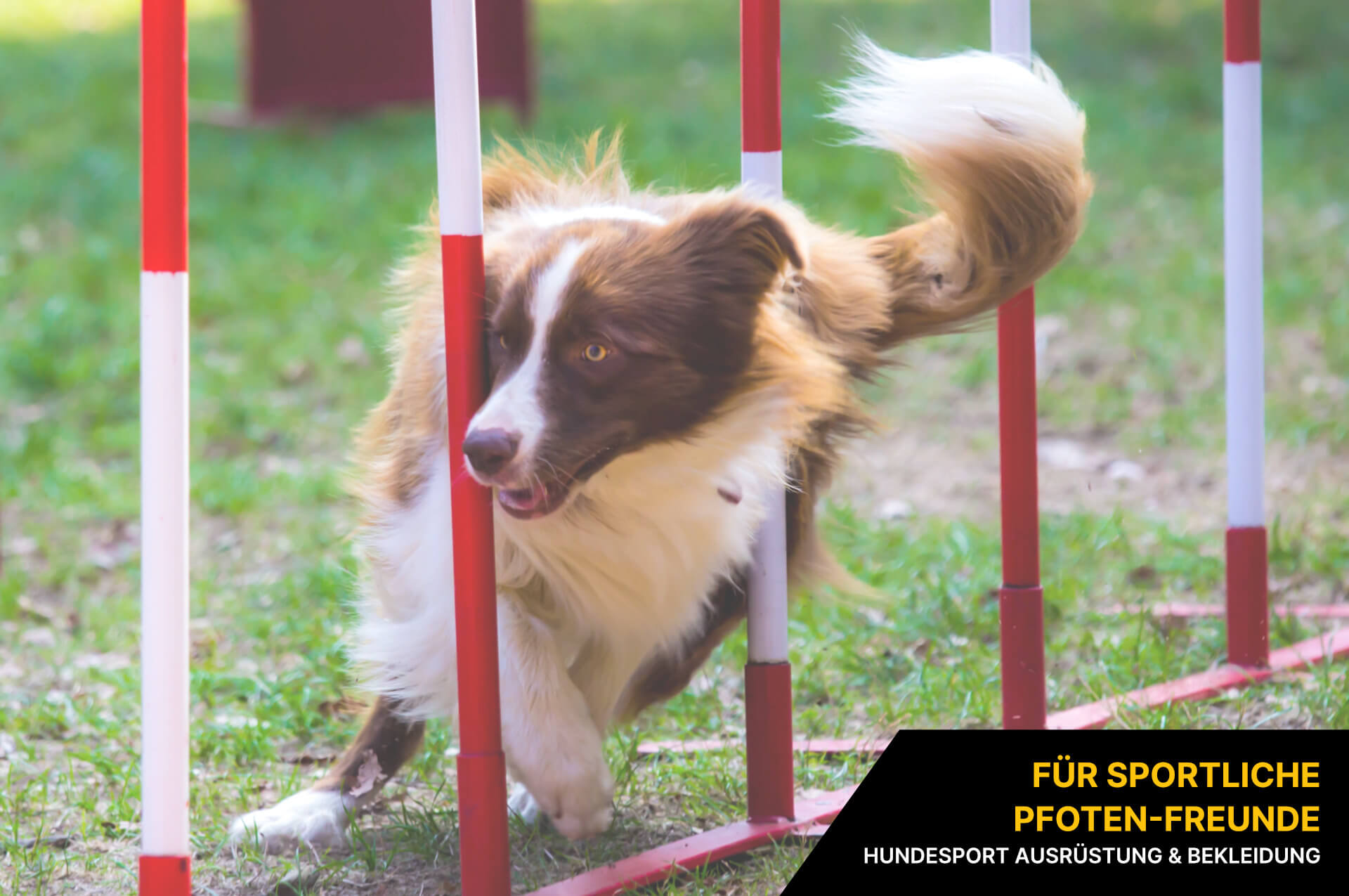Hundesport Hundesport