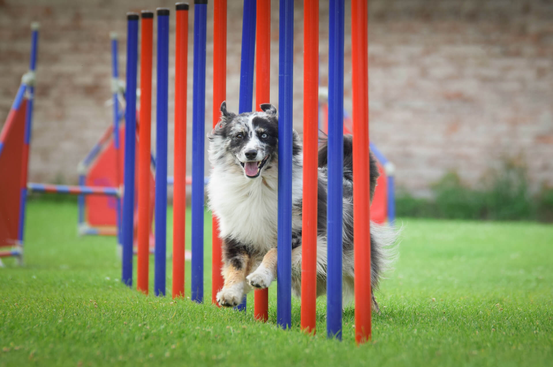 Bekleidung für Hundesport