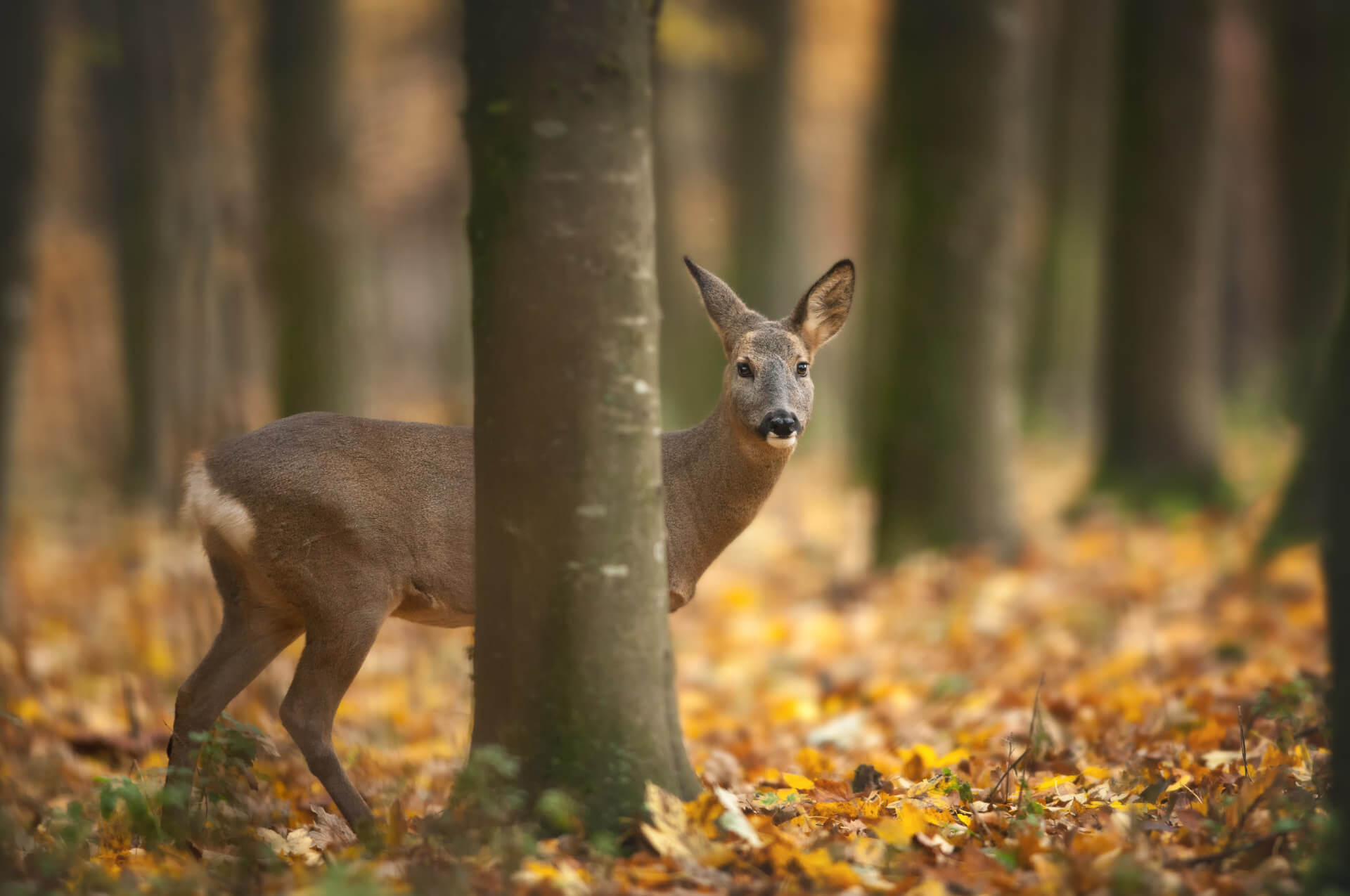 Auf der Jagd