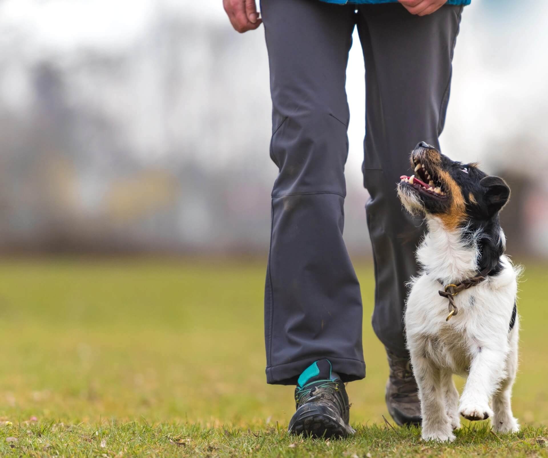 309a95f518f4bab6d2d817b3019c42dfe30df85e Hundeschuhe Zubehör